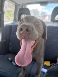 Found/Stray Male Dog last seen 7th and cherry long beach, Long Beach, CA 90813
