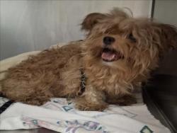 Shelter Stray Female Dog last seen , 14409 Vanowen St, Van Nuys, CA 91405, USA