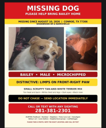Lost Male Dog last seen Bellfounder, Montgomery County, TX 77306