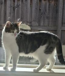 Reunited Female Cat last seen Fallingwater Drive, Pakenham, VIC 3810
