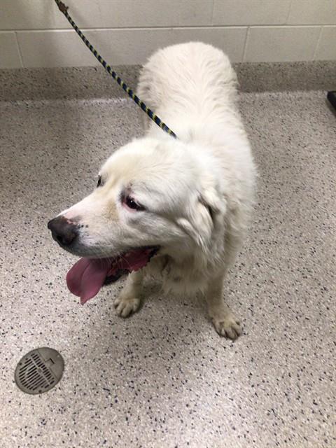Shelter Stray Male Dog last seen Near BLOCK ROSEMARY ST, 12155 Park Blvd, Brighton, CO 80601, USA