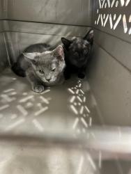 Shelter Stray Female Cat last seen Near BLOCK E 100TH, 12155 Park Blvd, Brighton, CO 80601, USA