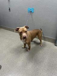 Shelter Stray Male Dog last seen N LAMONT ST | NELLIS OASIS LN, 655 N Mojave Rd, Las Vegas, NV 89101, USA