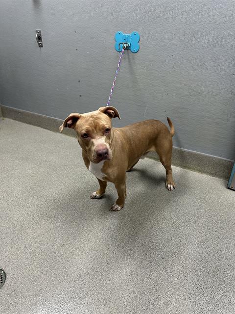 Shelter Stray Male Dog last seen N LAMONT ST | NELLIS OASIS LN, 655 N Mojave Rd, Las Vegas, NV 89101, USA