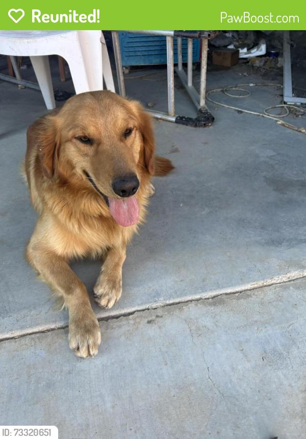 Reunited Male Dog last seen Cerezo and El Elvado, Victorville, CA 92392