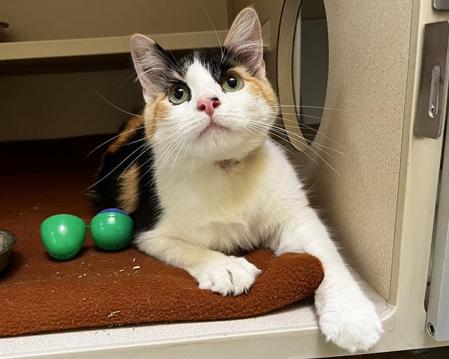 Shelter Stray Female Cat last seen Near BLOCK N ADAMS ST, DENVER CO 80216, 1241 W Bayaud Ave, Denver, CO 80223, USA