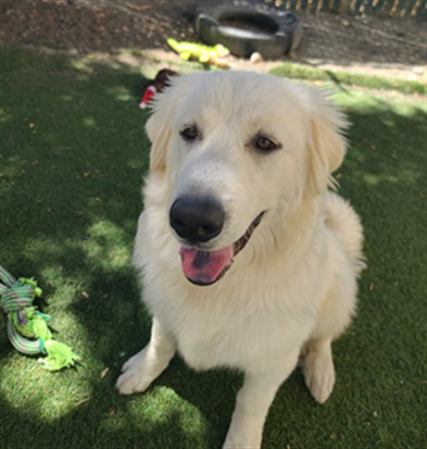 Shelter Stray Male Dog last seen MISSION/C, 16 Barnes Ct, Hayward, CA 94544, USA