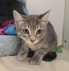 Shelter Stray Female Cat last seen 2ND ST, 16 Barnes Ct, Hayward, CA 94544, USA