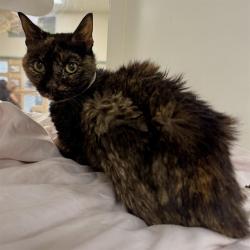 Shelter Stray Female Cat last seen Near BLOCK JACKSON ST, RIVERSIDE CA 92503, 6851 Van Buren Boulevard, Jurupa Valley, CA 92509, USA