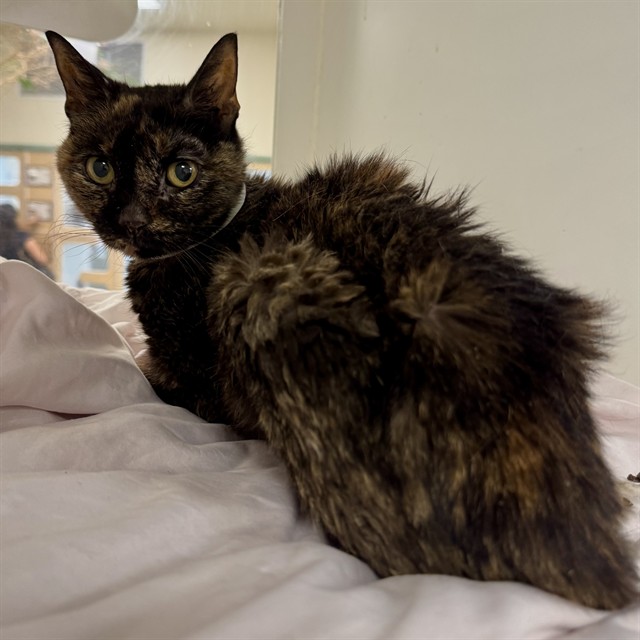 Shelter Stray Female Cat last seen Near BLOCK JACKSON ST, RIVERSIDE CA 92503, 6851 Van Buren Boulevard, Jurupa Valley, CA 92509, USA