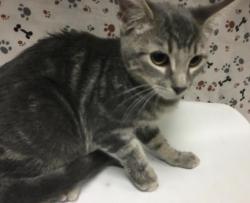 Shelter Stray Female Cat last seen Near BLOCK LIMONITE AVE, JURUPA VALLEY CA 92509, 6851 Van Buren Boulevard, Jurupa Valley, CA 92509, USA