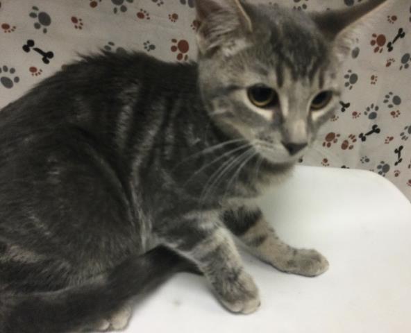 Shelter Stray Female Cat last seen Near BLOCK LIMONITE AVE, JURUPA VALLEY CA 92509, 6851 Van Buren Boulevard, Jurupa Valley, CA 92509, USA