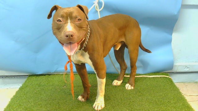 Shelter Stray Male Dog last seen , 216 W Victoria St, Gardena, CA 90248, USA