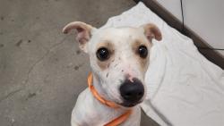 Shelter Stray Male Dog last seen , 4000 N Silverbell Rd, Tucson, AZ 85745, USA