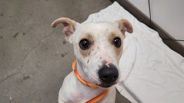 Shelter Stray Male Dog last seen , 4000 N Silverbell Rd, Tucson, AZ 85745, USA