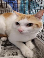 Shelter Stray Male Cat last seen , 1850 W 60th St, Los Angeles, CA 90047, USA