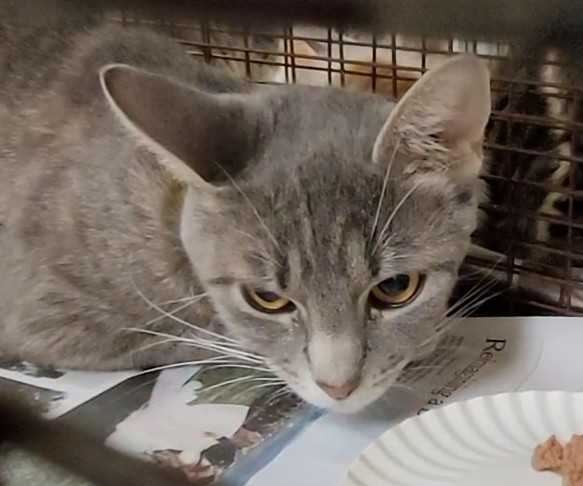 Shelter Stray Female Cat last seen , 1850 W 60th St, Los Angeles, CA 90047, USA