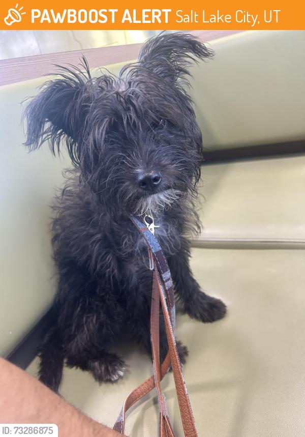 Found/Stray Female Dog last seen Flood, Salt Lake City, UT 84104