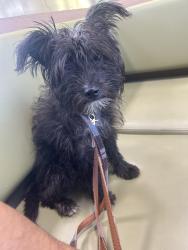 Found/Stray Female Dog last seen Flood, Salt Lake City, UT 84104