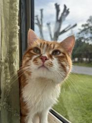 Reunited Male Cat last seen Near Warman and Ray St, Indianapolis, IN 46221
