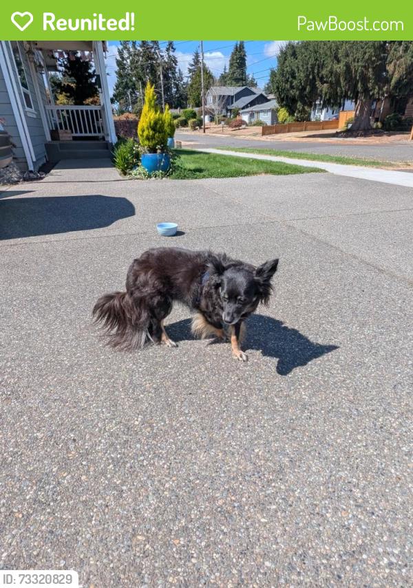 Reunited Female Dog last seen Verde and 9th St, Tacoma, WA 98405