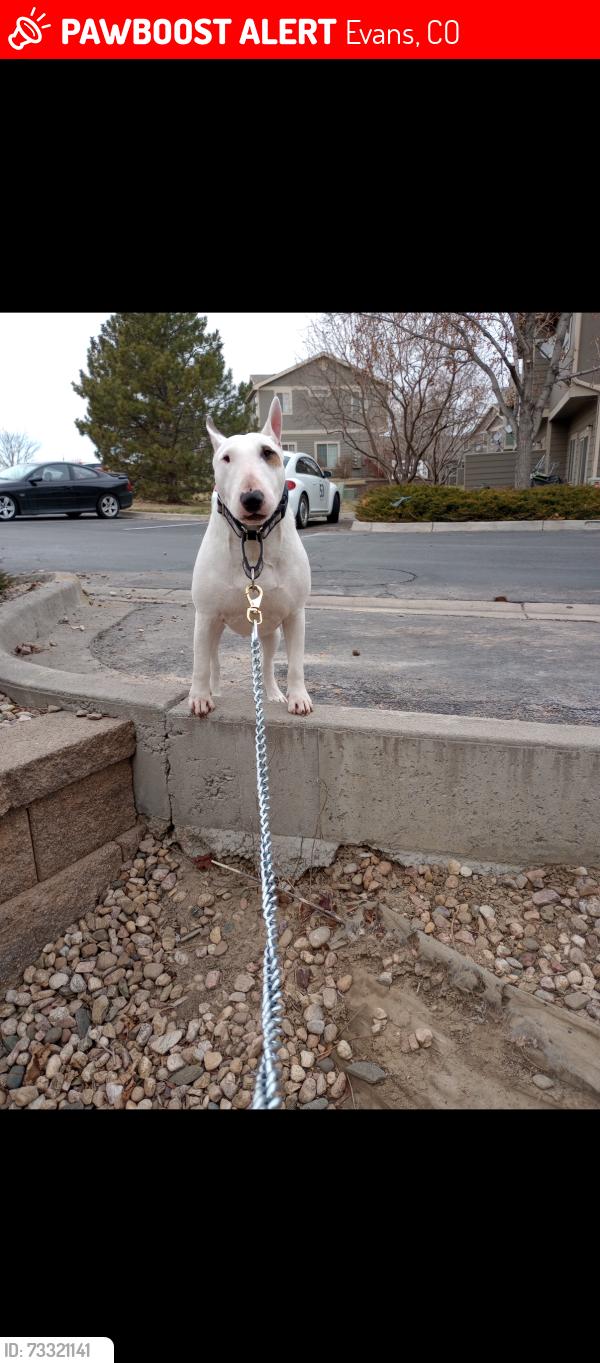 Lost Male Dog last seen Near Golden St Evans, CO 80620 United States, Evans, CO 80620