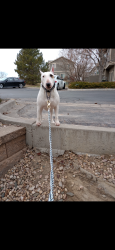 Lost Male Dog last seen Near Golden St Evans, CO 80620 United States, Evans, CO 80620
