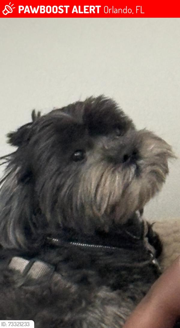 Lost Male Dog last seen Orange blossom Downtown Orlando area 32805, Orlando, FL 32805