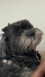 Lost Male Dog last seen Orange blossom Downtown Orlando area 32805, Orlando, FL 32805