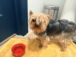 Found/Stray Male Dog last seen Becker, Harris County, TX 77447