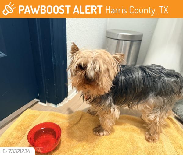 Found/Stray Male Dog last seen Becker, Harris County, TX 77447
