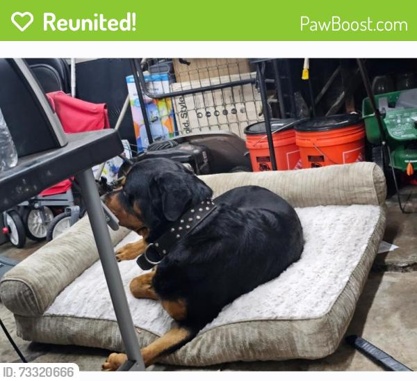 Reunited Male Dog last seen Near and Van Ness, Los Angeles, CA 90004