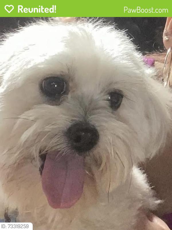 Reunited Male Dog last seen Near fairlane cir, Sanford, FL 32773
