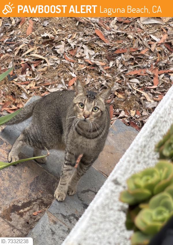 Found/Stray Unknown Cat last seen Balboa Ave & Tia Juana Ave, Laguna Beach, CA 92651