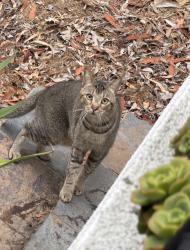 Found/Stray Unknown Cat last seen Balboa Ave & Tia Juana Ave, Laguna Beach, CA 92651