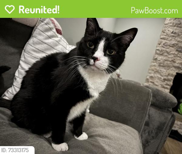 Reunited Male Cat last seen Stone Crop Road, Wilmington, DE 19810