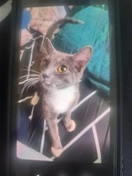 Reunited Female Cat last seen Romaine and ardmore, Los Angeles, CA 90029