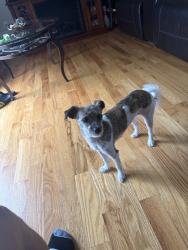 Reunited Female Dog last seen Near Franklin blvd, somerset nj 08873, Franklin Township, NJ 08873