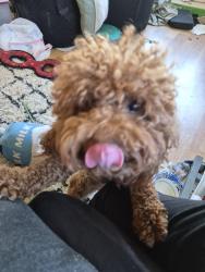 Reunited Female Dog last seen MLK Blvd and 14th avenue in Oak Park 95820 headed north, Sacramento, CA 95820