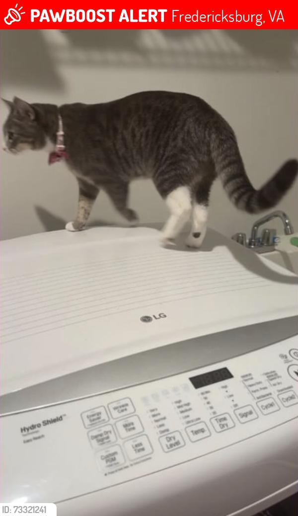 Lost Female Cat last seen Jim Morris Road, Wheatland Station Way, Fredericksburg, VA 22408