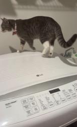 Lost Female Cat last seen Jim Morris Road, Wheatland Station Way, Fredericksburg, VA 22408