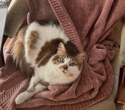 Lost Female Cat last seen Lakewood / Hillside neighborhood, Dallas, TX 75214