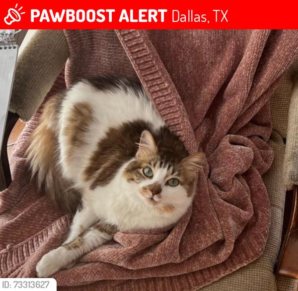 Lost Female Cat last seen Lakewood / Hillside neighborhood, Dallas, TX 75214