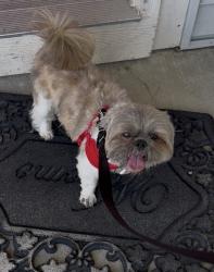 Reunited Male Dog last seen Cross streets, parking lot, Milwaukee, WI 53223