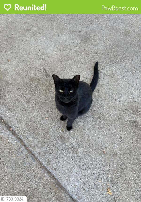Reunited Female Cat last seen Vinetta Dr, Fort Worth, TX 76119