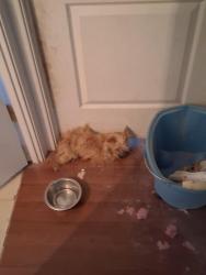 Found/Stray Unknown Dog last seen Sais/Jerome, Valencia, NM 87031