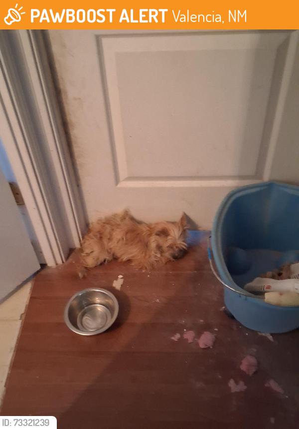 Found/Stray Unknown Dog last seen Sais/Jerome, Valencia, NM 87031