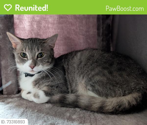 Reunited Male Cat last seen 55th Ave S & S 316 St, Auburn, WA 98001
