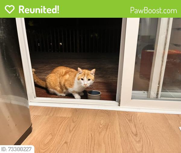 Reunited Male Cat last seen 140th Pl SE, Renton, WA 98058