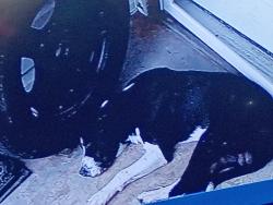 Found/Stray Male Dog last seen 116th e ave and 28th st, Tulsa, OK 74129
